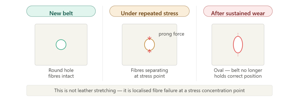 Three-stage diagram showing belt hole progressing from round to oval under repeated prong stress with fibre separation indicated